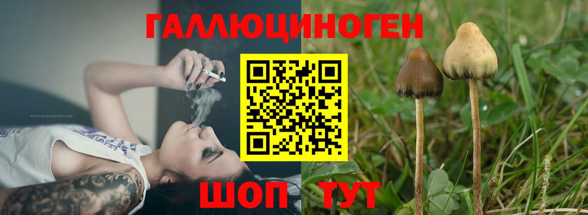 Галлюциногенные грибы Psilocybine cubensis  Псилоцибиновые грибы MAGIC MUSHROOMS  Вход с VPN  Анжеро-Судженск 
